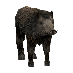 539 | Boar | itm_boar